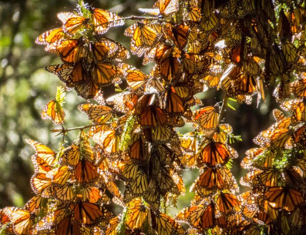 Monarch Butterflies on tree branch in Michoacan, Mexico