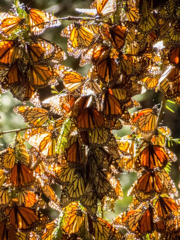 Monarch Butterflies on tree branch in Michoacan, Mexico