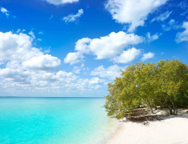 Holbox Island beach mangroove in Quintana Roo of Mexico