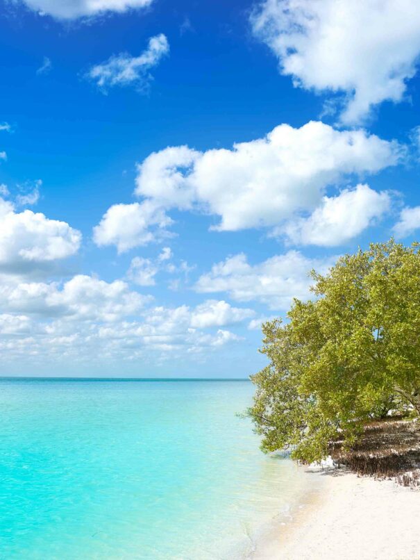 Holbox Island beach mangroove in Quintana Roo of Mexico